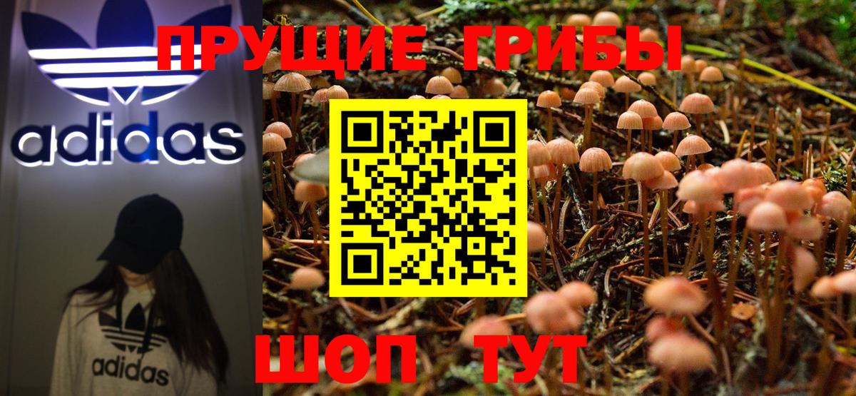 дарнет шоп  Псилоцибиновые грибы мухоморы  Гудермес  Псилоцибиновые грибы Cubensis 